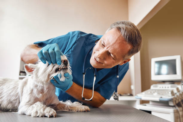 Best Emergency Dental Extractions in Baxter Estates, NY